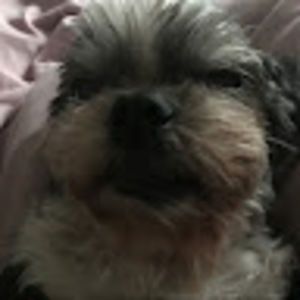 Meet your Posher, Shereé